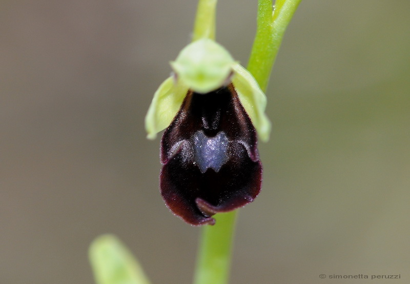 Orchidee del Chianti - Ophrys sphegodes e altre...